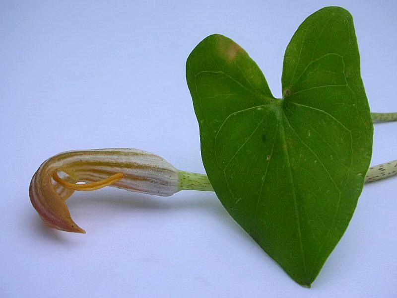 Arisarum vulgare / Arisaro comune